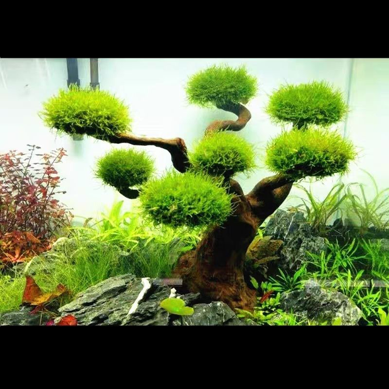 Aquarium Plant Seeds - Aquarium Decoration Moss Driftwood Fish Tank