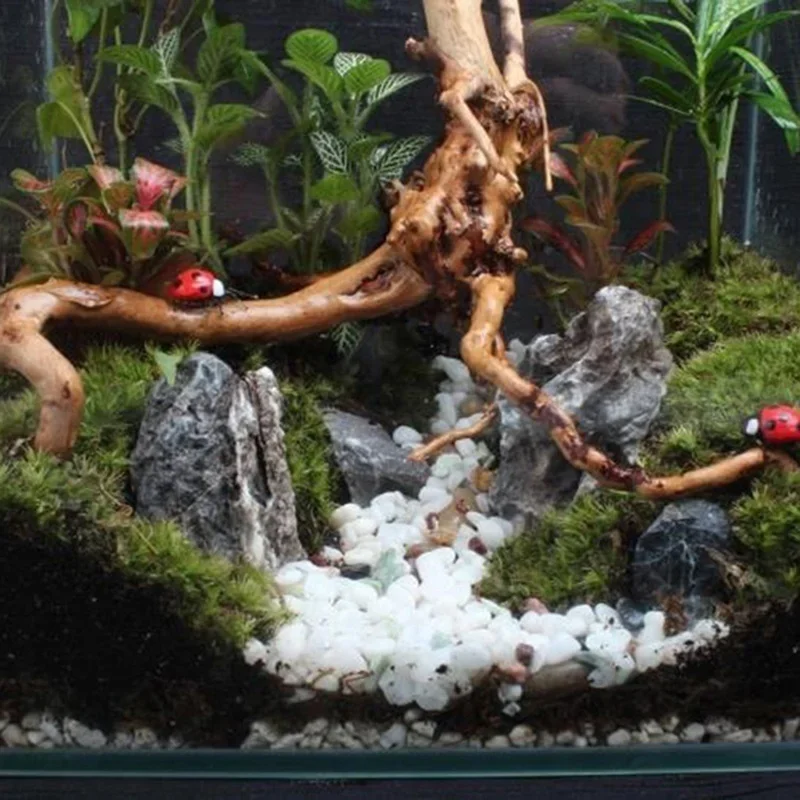 Natural Tree Trunk Driftwood A - Aquarium Plant Seeds review and price