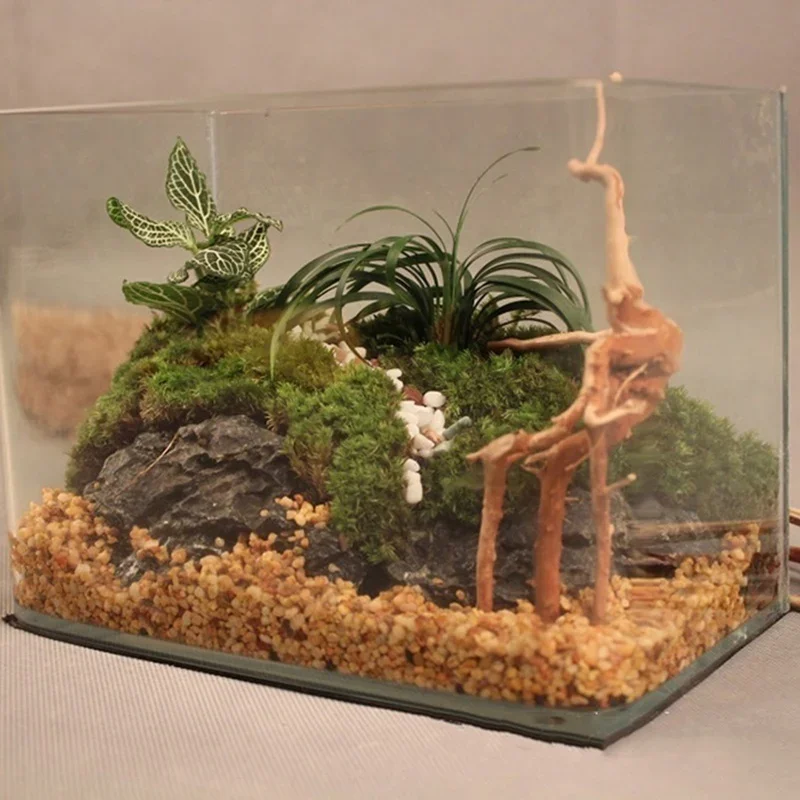 Natural Tree Trunk Driftwood A - Aquarium Plant Seeds review and price