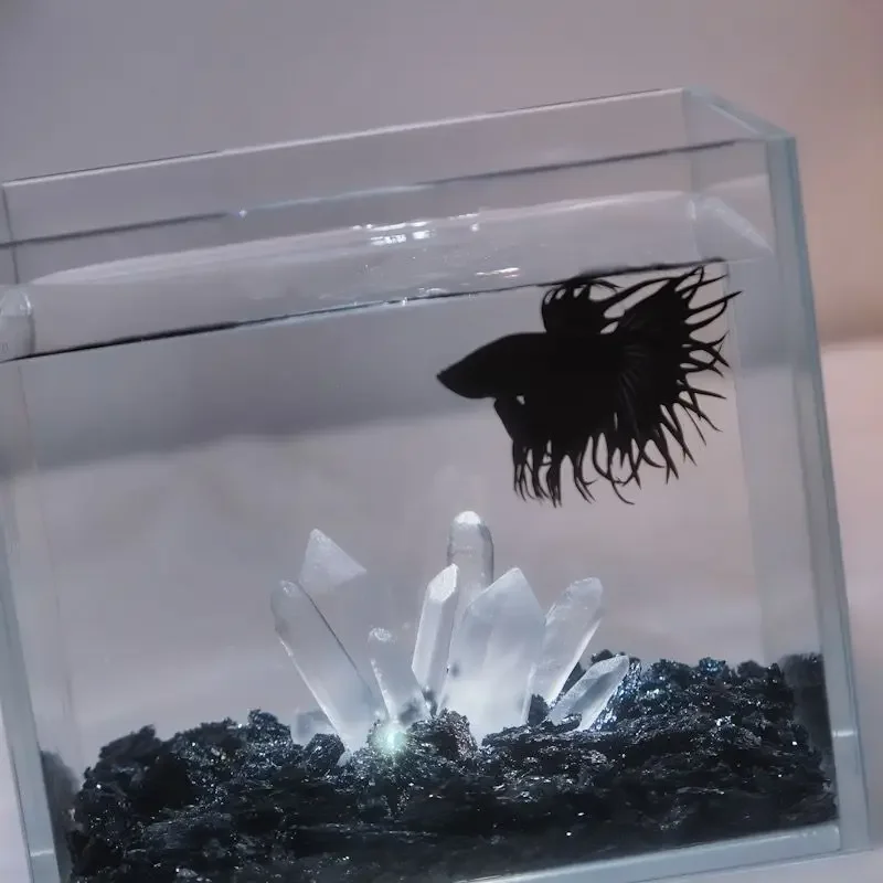 Creative Betta Tank Decor Clea - Aquarium Planet review and price