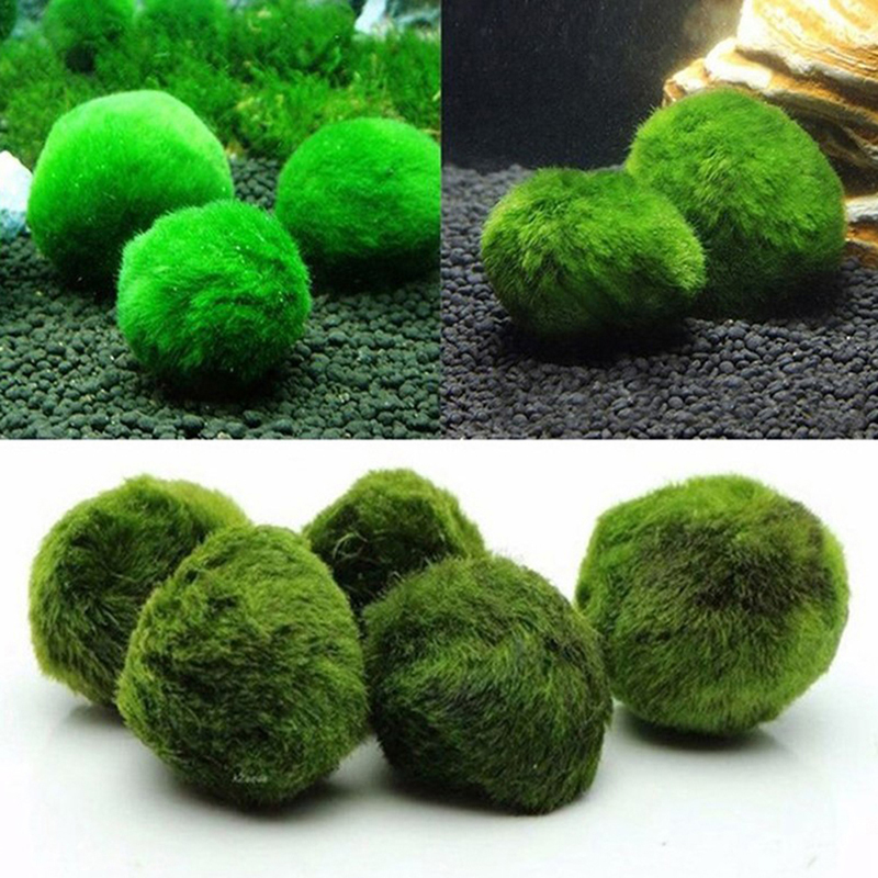 Marimo Moss Balls Live Aquariu - Aquarium Plant Seeds review and price