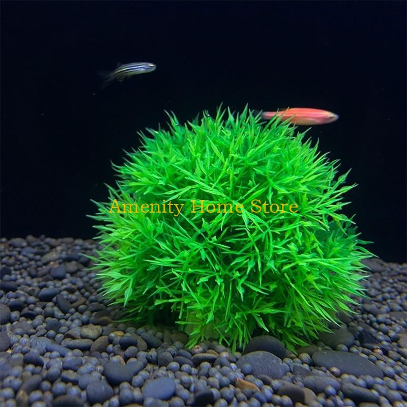 F26C Aquatic Plants Marimo for - Aquarium Plant Seeds review and price