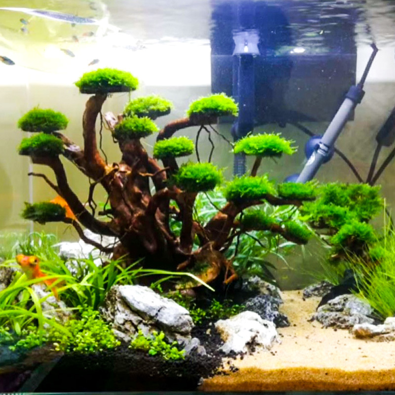 Aquarium Landscaping Moss Tree - Planted Aquarium Equipment review and price