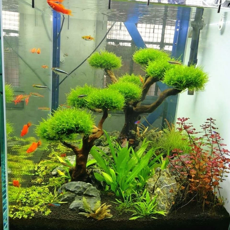 Aquarium Decoration Moss Drift - Aquarium Plant Seeds review and price